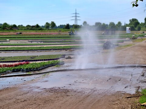 A ground-level shot of a 
high-pressure water spray bursting 
upwards from an irrigation line on a 
muddy dirt road at a commercial 
nursery. The water creates a fine mist 
and a large puddle on the s