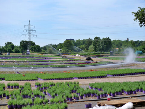  A long landscape 
perspective of an industrial flower 
nursery during daytime irrigation. 
Thousands of small green plants in 
purple pots create structured grids 
across the fields. Active water spr