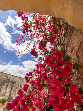 Buganvilla rampicante con arco antico e cielo