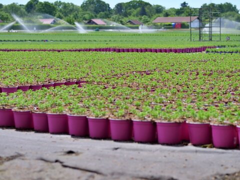  A detailed medium shot 
focusing on rows of young green plant 
seedlings growing in bright magenta 
pink plastic pots. The pots are tightly 
arranged on ground fabric, creating a 
sharp geometric pat