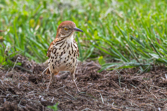 Closeup of a brown thrasher on the ground.