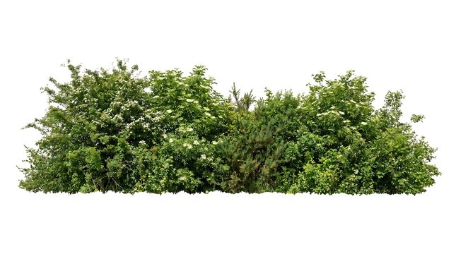 Lush flowering green hedge isolated on a white background for landscape design.