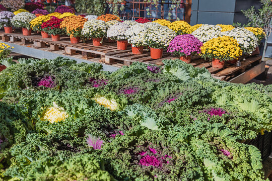 Decorative kale and potted chrysanthemums line outdoor market stalls, offering vibrant fall colors and fresh seasonal plants
