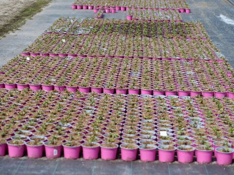 A high-angle 
perspective shot displaying thousands 
of identical pink plastic flowerpots 
arranged in a massive grid formation. 
Each pot contains young green 
seedlings growing out of a rich organic