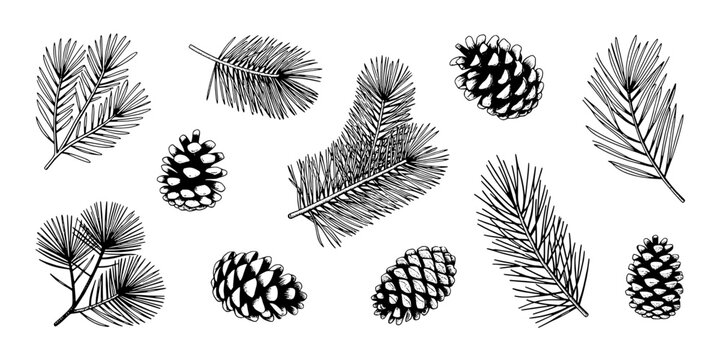 Pine Cone and Pine Needle Doodle Set with Sketch Line Art, Winter Woodland Elements for Cards and Crafts