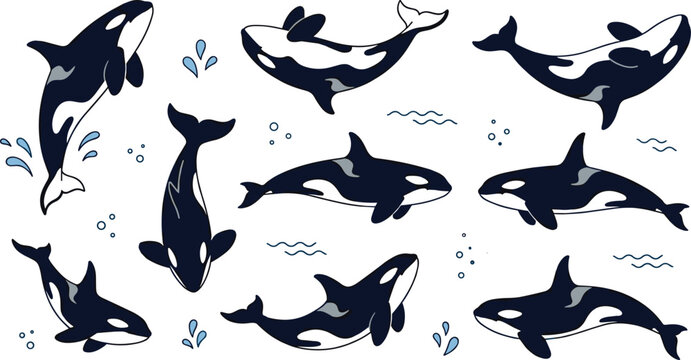 Orca Whale Collection Featuring Killer Whale Poses, Marine Wildlife Illustrations, Ocean Mammals, and Aquatic Nature Designs