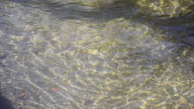 Peaceful Water Reflections in Nature