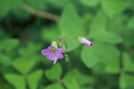 Macro close up of a small pink oxalis wood sorrel flower blooming in the garden