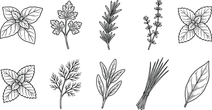 Culinary Herb and Spice Collection Featuring Basil, Mint, Rosemary, Thyme, Dill, Sage, and Aromatic Botanical Ingredients