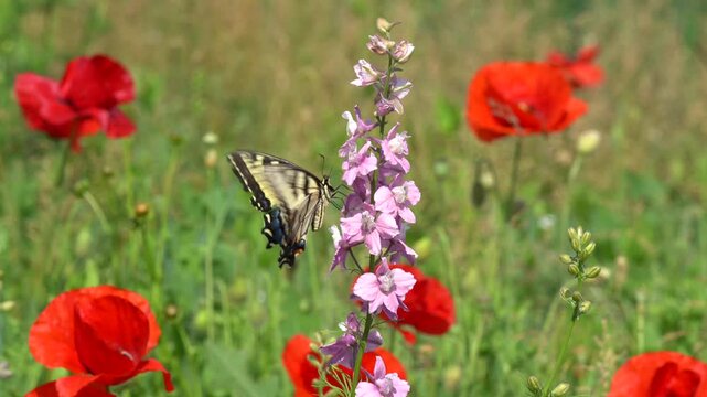 
Eastern Tiger Swallowtail butterfly (Papilio glaucus) butterfly gathers nectar from pink flower in wildflower meadow