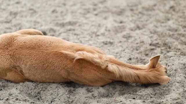 A cute little foal tumbles on the sand