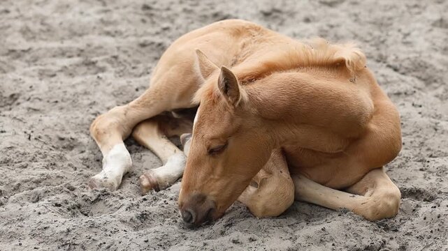 A cute red foal sleeps sweetly lying on the sand