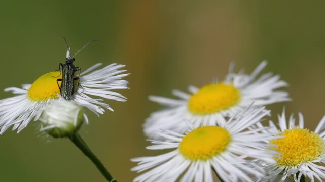 Slender beetle Oedemera among Annual fleabane, daisy fleabane or eastern daisy fleabane (Erigeron annuus) flowers. Slow motion.