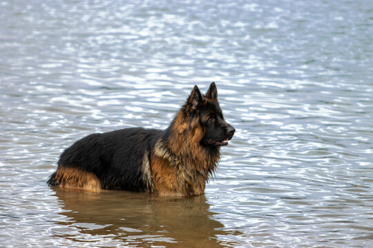 German Shepherd Dog standing in river water