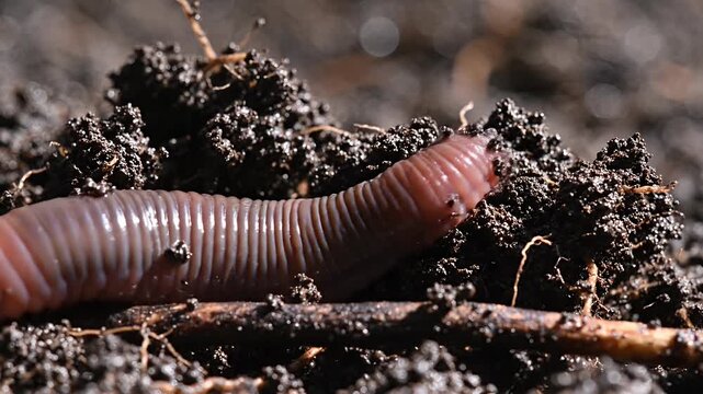 Earthworm burrowing in rich dark garden soil
