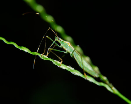 Katydid Nymph on Grass Stem Sri Lanka Macro Black Background