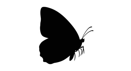 Black butterfly silhouette against a white background silhouette © Sh Studio