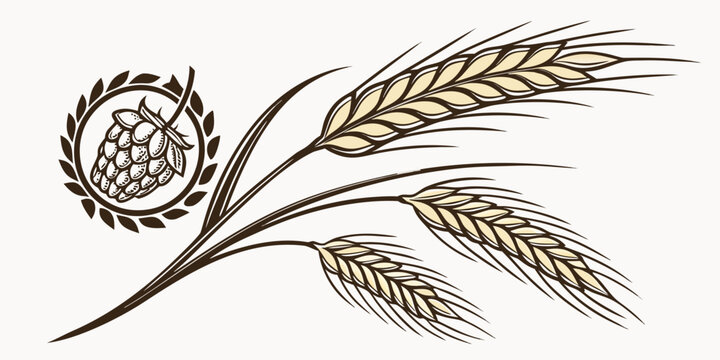 Illustration of hops cone inside circular frame next to wheat ears with agriculture botanical ingredient beverage illustration decoration isolated production component detailed commercial