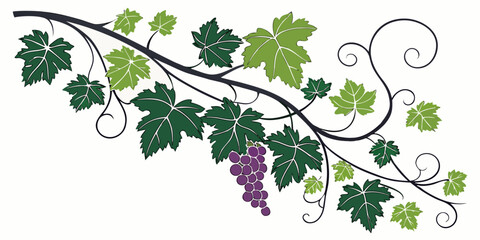 Elegant grapevine branch with green leaves and dark purple grapes illustration botanical vineyard viticulture agriculture ornamental background isolated stylized twisting © AG