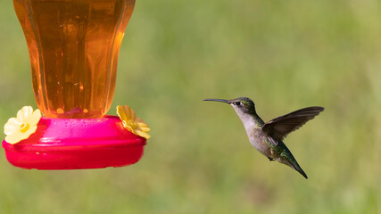 Obraz premium The Ruby-throated hummingbird (Archilochus colubris)