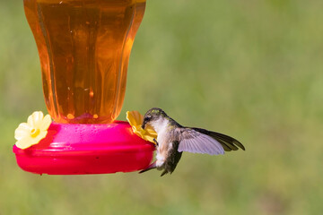 Obraz premium The Ruby-throated hummingbird (Archilochus colubris)