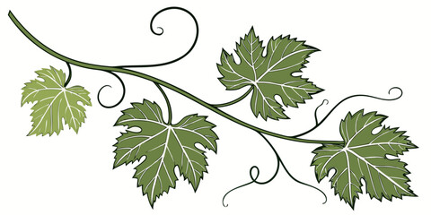 Vector graphic art of a grapevine branch with detailed green foliage and curly vine tendrils grapevine illustration botanical isolated background viticulture agriculture vineyard decoration © AG