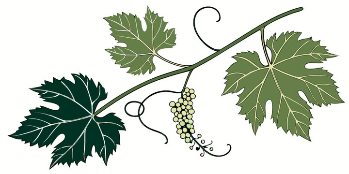 Illustration of a grapevine branch with green leaves and a small bunch of unripe grapes grapevine illustration botanical agriculture viticulture isolated background ingredient winemaking