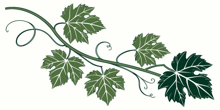 Vector illustration of a sprawling grapevine branch with lush green leaves and curly tendrils grapevine illustration botanical isolated background viticulture agriculture vineyard decoration