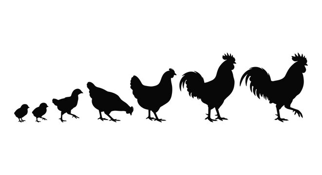 Chicken Growth Stages Silhouette rooster hen chick