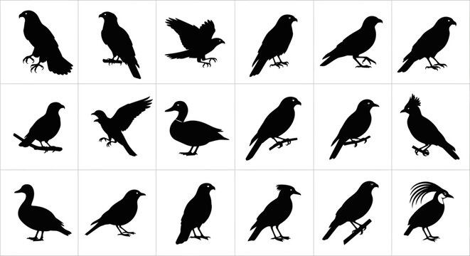 Collection of diverse bird silhouettes including crows ravens pigeons and exotic species set against a plain white background for artistic and design use