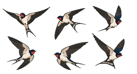 Obraz premium Set of swallow birds flying in various positions shows elegant wings and tails against a clean white background for nature design projects.