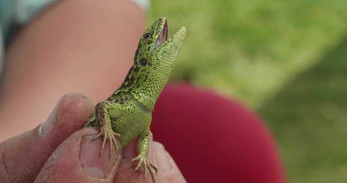 Man's hands holding a small, vibrant green lizard found in a garden, with the wild reptile opening its mouth in a defensive display while being carefully held before being released back into nature.