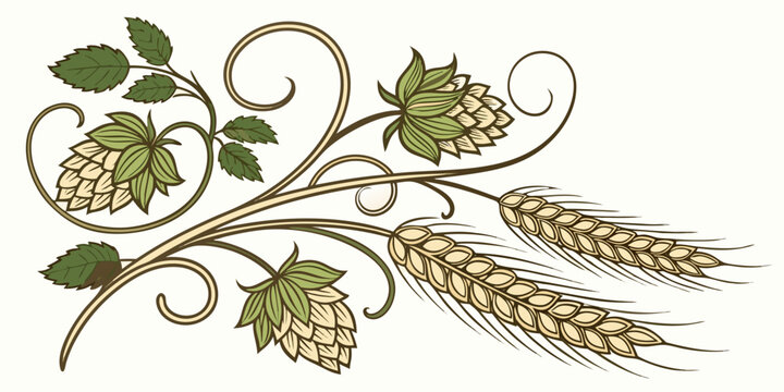 Swirling botanical illustration of hops and wheat ears with agriculture botanical ingredient beverage ornament illustration decoration isolated production component detailed composition