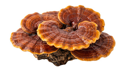 Reishi mushroom transparent PNG isolated medicinal fungus cutout, glossy lingzhi herbal supplement element © creativestock