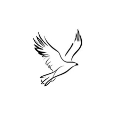 Fototapeta premium Eagle drawing flying vector illustration simple line art black and white bird of prey sketch outline design 100