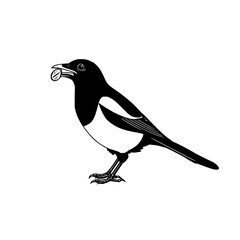 Obraz premium Magpie bird illustration vector graphic design black and white drawing of eurasian magpie with food in beak