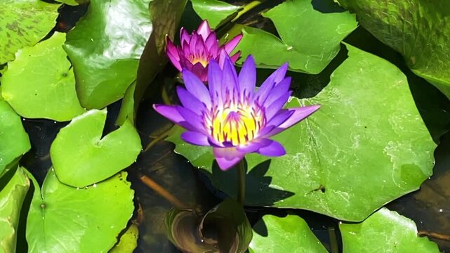 Purple and Pink Water Lily Flowers Blooming on Pond with Green Lily Pads, Tropical Nature.