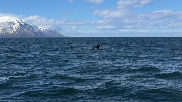A whale tail rises above the ocean surface during a whale watching excursion near H&uacute;sav&iacute;k, Northern Iceland. This wildlife travel video of the North Atlantic