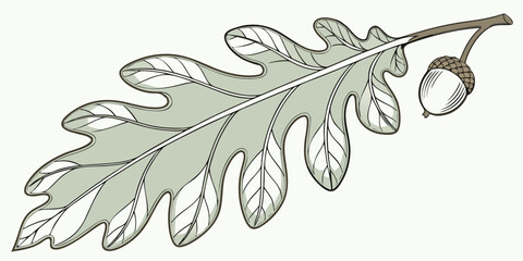 Oak leaf and acorn illustration with white background line art autumn leaf seasonal plant tree part botanical illustration botanical seasonal isolated stylized minimalist © AD