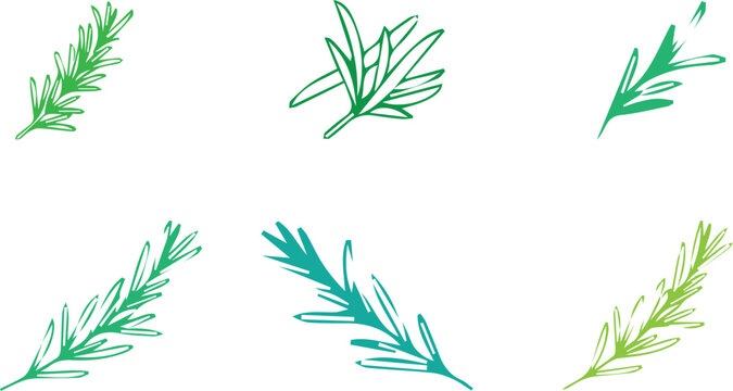 Fresh rosemary sprigs and herbal leaves vector icon set for cooking ingredient and seasoning