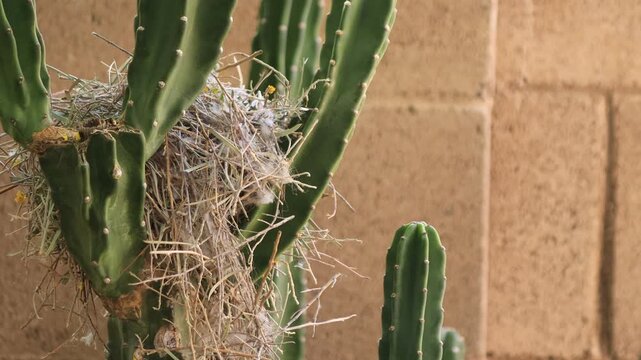 Busy Auriparus flaviceps, also known by a common name as Verdin, diligently work on a new  a breeding nest built in between Cereus Cactus Branches