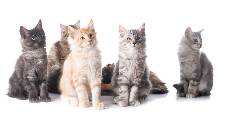 maine coon kitten © cynoclub