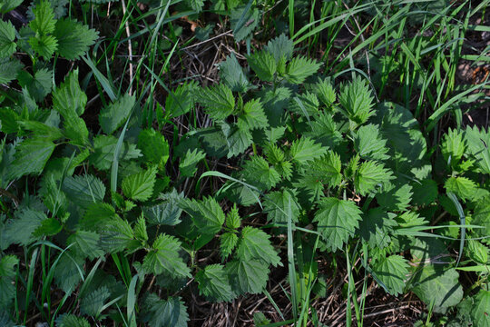 Close-up of fresh green stinging nettle plants growing in a field