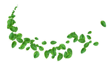 Mint Leaves wave Trail isolated on transparent background,png Fresh Green Peppermint Leaves Summer Drink and Food Herb isolated social media design element © AIDIN