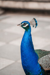 Obraz premium Peacocks, Flowers, and Gardens of the Parque de El Retiro in Madrid. Largest park in the city center of the capitol of Spain.