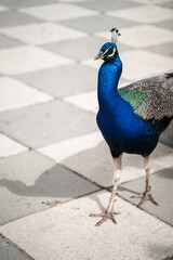 Fototapeta premium Peacocks in the Parque de El Retiro
