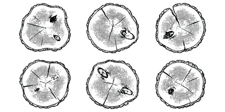 Set of hand drawn tree trunk cross section circles with wood grain rings and bark texture