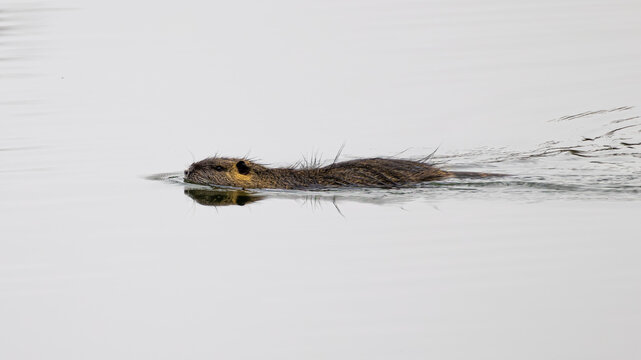 Nutria
