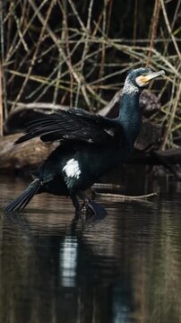 Kormoran