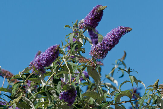 Floraison du buddleia